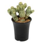 (多肉植物)一点物 ユーフォルビア ペルドルシアナ 斑入り 3.5号(1鉢)(353170)