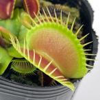 ハエトリソウオランダハイブリッド２号