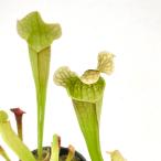 （食虫植物）サラセニア　ベルベット　２号（１ポット）