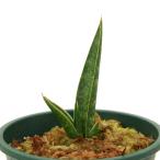 (観葉植物)一点物 サンスベリア カミナリ 2.5号(1鉢)