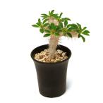 (観葉植物)一点物 ユーフォルビア ギラウミニアナ マルチヘッド 3.5号(1鉢)(353365)