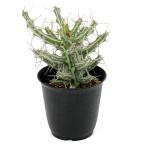(多肉植物)一点物 ユーフォルビア シザカンサ 2.5号(1鉢)