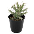 (多肉植物)一点物 ユーフォルビア シザカンサ 2.5号(1鉢)