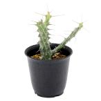 (多肉植物)一点物 ユーフォルビア シザカンサ 2.5号(1鉢)