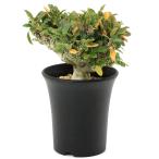 (多肉植物)一点物 ドルステニア フォエチダ クリスタータ 綴化 3.5号(1鉢)