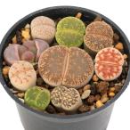 (多肉植物)リトープス(玉型メセン)寄せ植え 品種おまかせ 2号(1鉢)