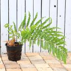 (観葉植物)一点物 シダ ドリナリア Hybrid 7号(1鉢)(353456)