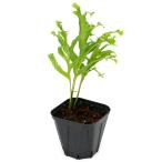 ショッピングテラリウム （観葉植物）一点物　シダ　ドリナリア　Ｓｉａｍ　（１株）（３５３４６３）