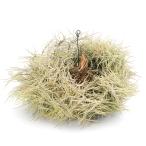 (観葉植物)一点物 エアープランツ ティランジア カピラリス クランプ XLサイズ(1株)