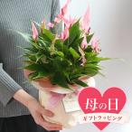 送料無料 ●母の日ギフト●アンスリウム リリー 5号(1鉢) 同梱不可 5月11日以降にお届け