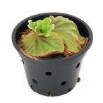 ビカクシダリドレイドワーフ３号リド...