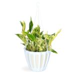 （観葉植物）ポトス　テルノ　ラブソング　５号　吊り鉢（１鉢）ＰＶＰ