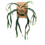 (観葉植物)一点物 ビカクシダ リトルキティ 板付け (1株)