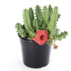 （多肉植物）フェルニア　ピンクアイ　３号（１ポット）