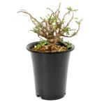 (観葉植物)一点物 センナ メリディオナリス 実生株 5号(1鉢) コーデックス
