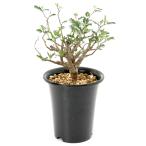 (観葉植物)一点物 センナ メリディオナリス 実生株 5号(1鉢)