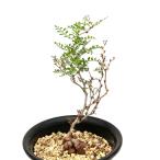 (多肉植物)一点物 オペルクリカリア パキプス 実生苗 5号(353682)(1鉢)