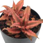 (観葉植物)クリプタンサス レッドスター 4号(1鉢)