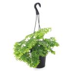 (観葉植物)ポリポジウム ファラックス 5号 吊り鉢 (1鉢)