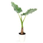 (観葉植物)アロカシア クワズイモ 6号(1鉢)