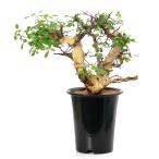 (観葉植物)一点物 コミフォラ カタフ ターカネンシス 秋〜春落葉 枝カットあり(1株)(353720)
