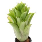 （観葉植物）一点物　エクメア　レクルバータ×ファスキアータ　３号（１鉢）タンクブロメリア