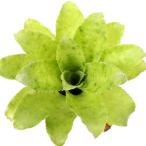 (観葉植物)一点物 ニドゥラリウム フルゲンス 3号(1株)