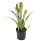 (観葉植物)一点物 ネオレゲリア パウシフローラ Scurfy form (White clone) 2号(1株)