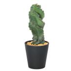 (多肉植物)一点物 サボテン セレウス ペルビアナス スピラリス 4号(1鉢)(353808)