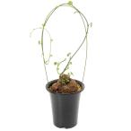 (観葉植物)一点物 ステファニア スベローサ 5号(1鉢) コーデックス