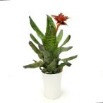 ショッピングテラリウム （観葉植物）一点物　カニストラム　セイデリアナム　５号　開花終了株（１株）タンクブロメリア