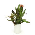 ショッピングテラリウム （観葉植物）一点物　カニストラム　セイデリアナム　５号　開花終了株（１株）タンクブロメリア