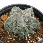 (多肉植物)一点物 アストロフィツム 複隆鸞鳳玉 4.5号(1鉢)