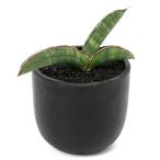 （観葉植物）一点物　サンスベリア　エイレンシス　３．５号（１鉢）