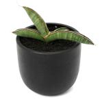 （観葉植物）一点物　サンスベリア　エイレンシス　３．５号（１鉢）