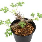 (観葉植物)一点物 ヤトロファ パラドクサ 実生 3号(1株)コーデックス