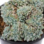 (多肉植物)一点物 エケベリア ラウリンゼ綴化 4号(1鉢)