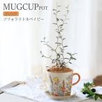（観葉植物）ソフォラ　リトルベイビー　マグカップポット　オレンジ（１鉢）受け皿付き　メルヘンの木　インテリア　室内　プレゼント