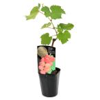 ( декоративное растение ) фруктовое дерево рассада виноград si nano Smile саженец 3.5 номер (1 pot ) огород фрукты фрукты 