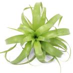 （観葉植物）エアープランツ　チランジア　サマンサ（１株）