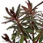 ( суккулентное растение ) You fo рубин a Blackbird 4 номер (1 горшок )