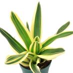 (観葉植物)ネオレゲリア カロリナエ トリカラー 3号(1株)