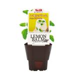 (観葉植物)S&B ハーブ苗 レモンバーム 3号(1ポット) 家庭菜園