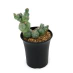 （多肉植物）一点物　ミルチロカクタス　ゲオメトリザン　ミューテーション　３号（１鉢）