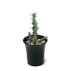 ショッピング多肉植物 （多肉植物）一点物　ユーフォルビア　シミリラメア　２．５号（１鉢）