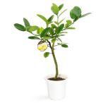 ( декоративное растение ) фруктовое дерево рассада большой реальный лимон ponte Rosa 5 номер (1 горшок ) огород фрукты фрукты 