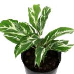 ショッピングテラリウム （観葉植物）カラテア　ホワイトフュージョン　３．５号（１ポット）