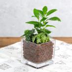 ( декоративное растение ) гидропоника Mini . лист 3 вид. ....b вулканическое стекло (1 шт )reka тонн растение в горшке модный салон подарок 