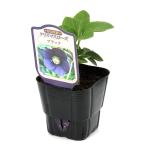 ショッピングクリスマスローズ （観葉植物）クリスマスローズ　ブラック　（１ポット）