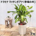 ドラセナマッサンゲアナ７号